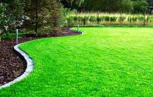 Як правильно підживлювати газони