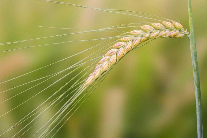 Україна готується експортувати ячмінь та соняшниковий шрот до Китаю