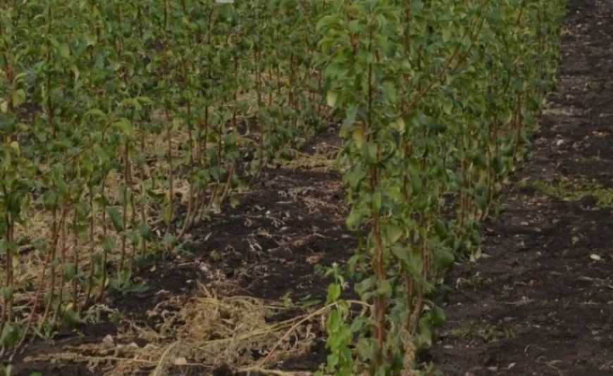 На Одещині господарство заклало сад італійськими саджанцями груші