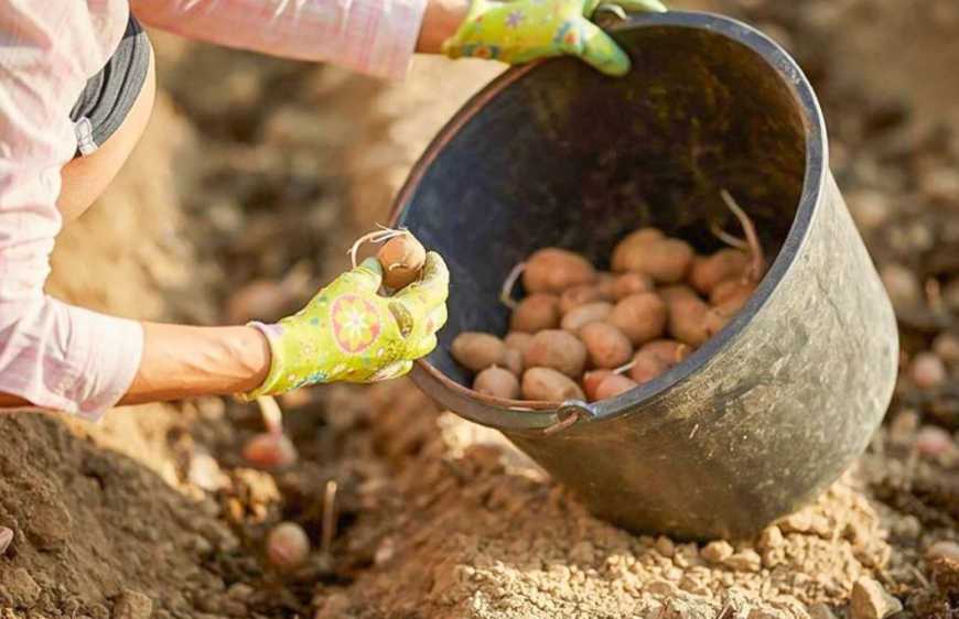 На Херсонщині аграрії роблять ставку на овочівництво