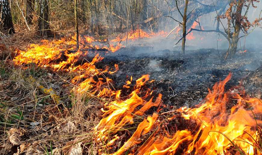 Рада планує суттєво збільшити штрафи за лісові пожежі