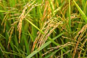Українські виробники рису отримають переваги від нового гербіциду Баксіга™