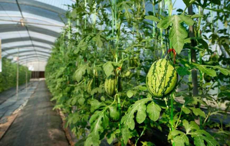 На Одещині ветеран вирощує кавуни в теплицях