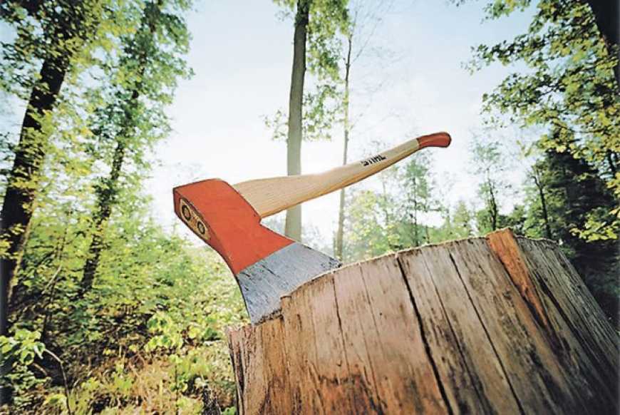 Держава дасть по руках недобросовісним лісівникам