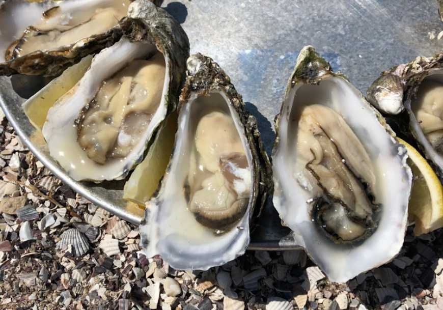 На Тилігульському лимані відроджують устричний промисел