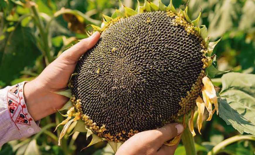 На Харківщині, через постійну загрозу ударів БПЛА, аграрії роблять ставку на соняшник