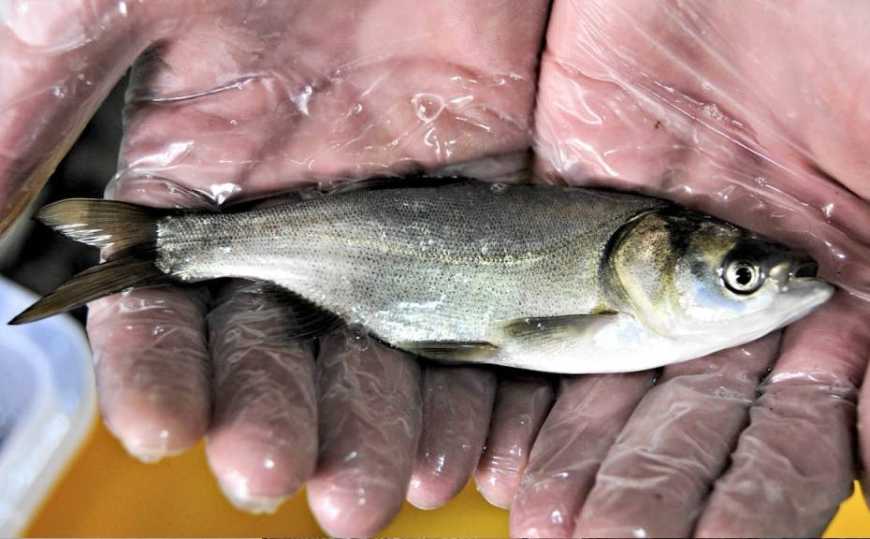 На Кременчуцькому водосховищі здійснили найбільше зариблення