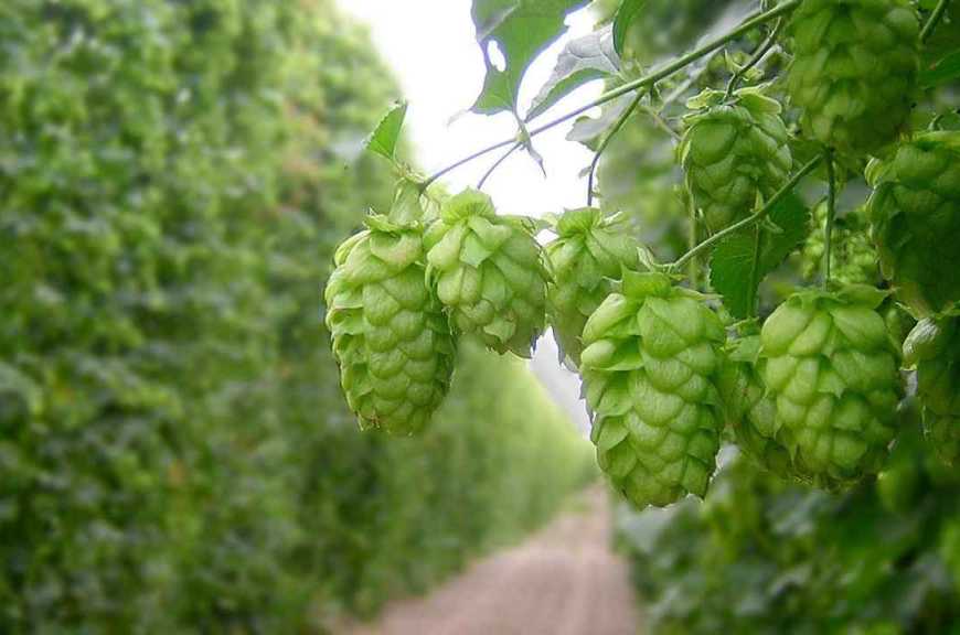 В Україні врегулюють виробництво хмелю відповідно до стандартів ЄС