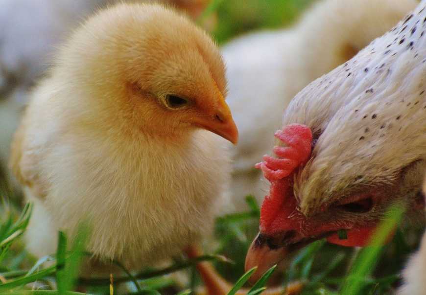 Україна експортуватиме до Сінгапуру курятину і яйця