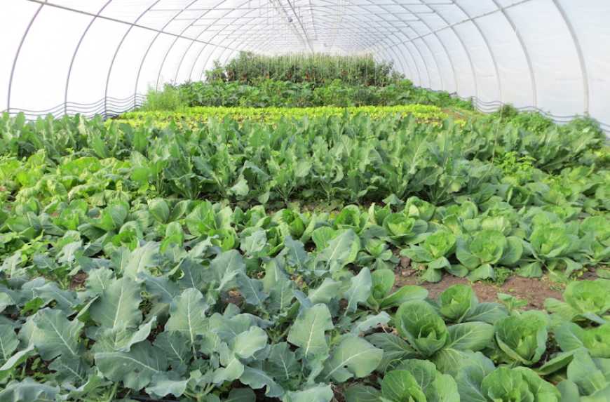 Аграрій з Сумщини вирощує майже 40 видів овочевих культур