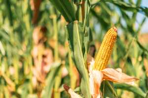 Як не витрачатися на досушування зерна кукурудзи