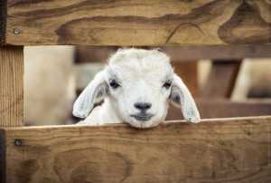 На розвитку вівчарства Україна може заробляти до 20 млрд доларів на рік