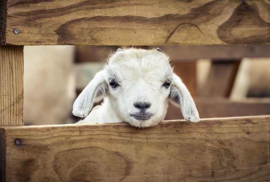 На розвитку вівчарства Україна може заробляти до 20 млрд доларів на рік