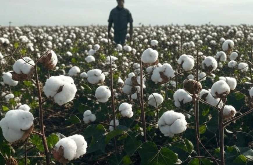 Вирощування бавовнику: програму підтримки виробників пролонгували на 2026 рік