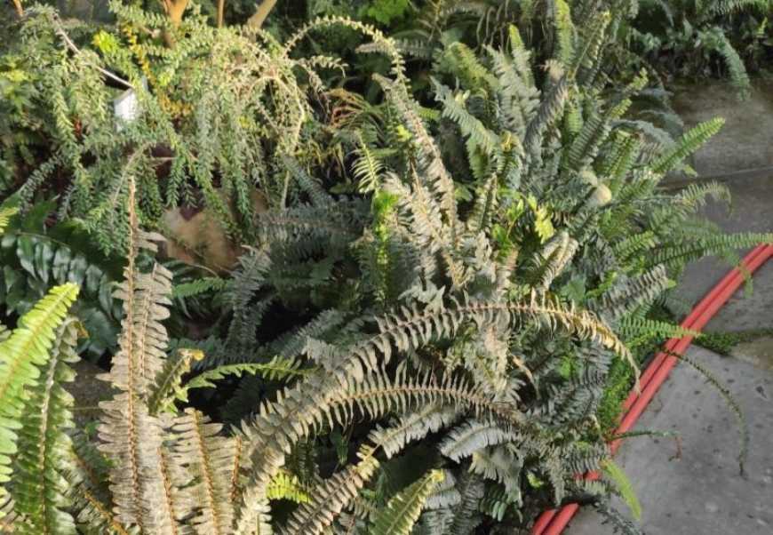 У Києві під загрозою вимерзання в ботсаду опинились унікальні колекції тропічних та субтропічних рослин