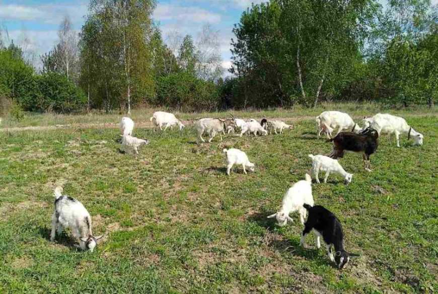 Козяча ферма «Ромашка» на Сумщині поступово нарощує молочні «пелюстки»