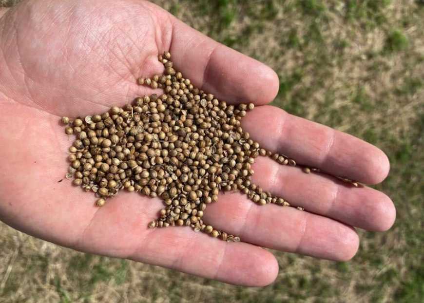 В &laquo;ПАЕК&raquo; завершили збір врожаю коріандру