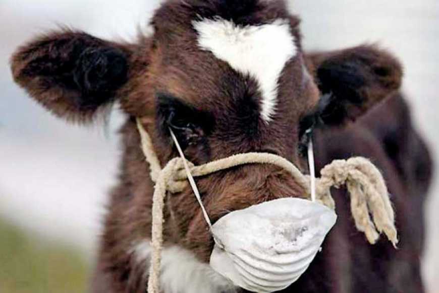 Минулого тижня у 6 країнах зареєстровано вогнища високопатогенного грипу птахів