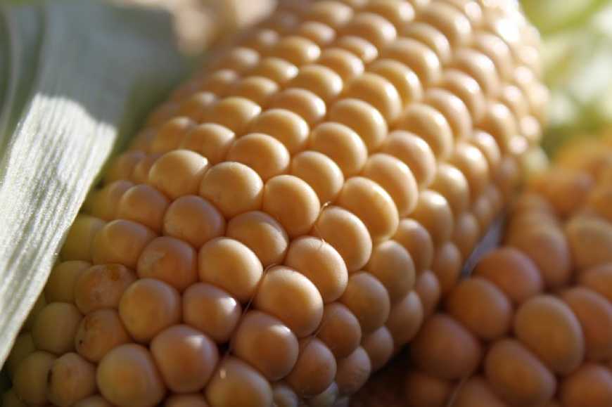 USDA збільшив прогноз світового виробництва та споживання кукурудзи