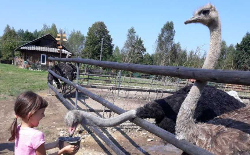 На Прикарпатті ветеран відкрив ферму з вирощування страусів