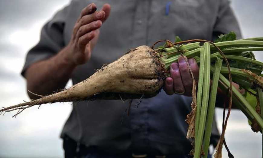 Український цукровий завод продаватиме за кордон жом у гранулах