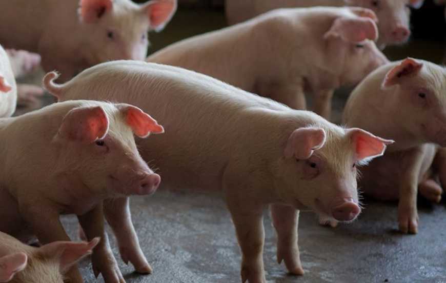 Ринок живця: ціни в Україні продовжують знижуватися