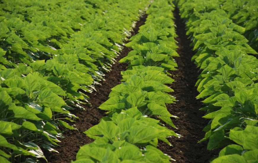 Чому захист соняшнику від бур&rsquo;янів залишається критичним попри холодну зиму