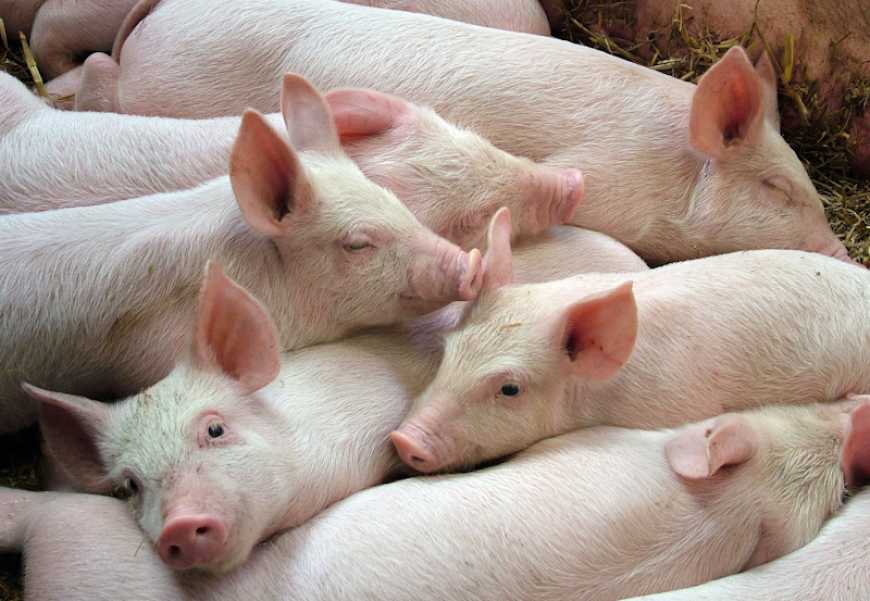 KSG Agro на одному з своїх свинокомплексів ввів в експлуатацію когенераційну установку