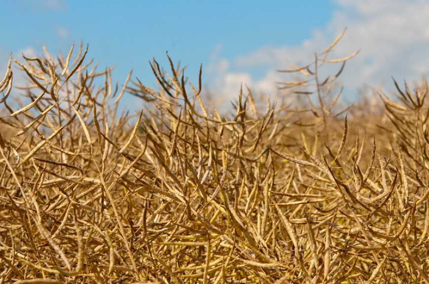Ринок ріпаку: минулого тижня в Україні знижувалися ціни
