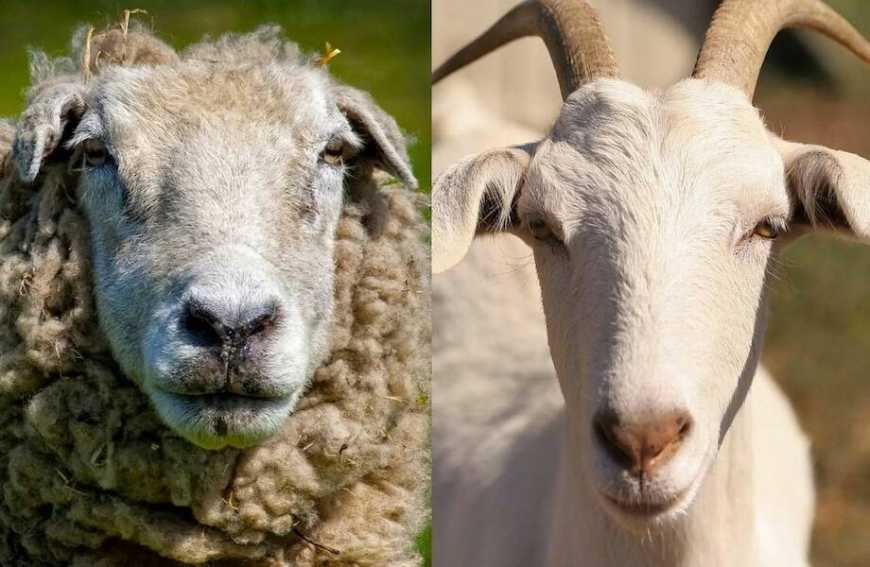 Торік Україна зменшила експорт баранини й козлятини