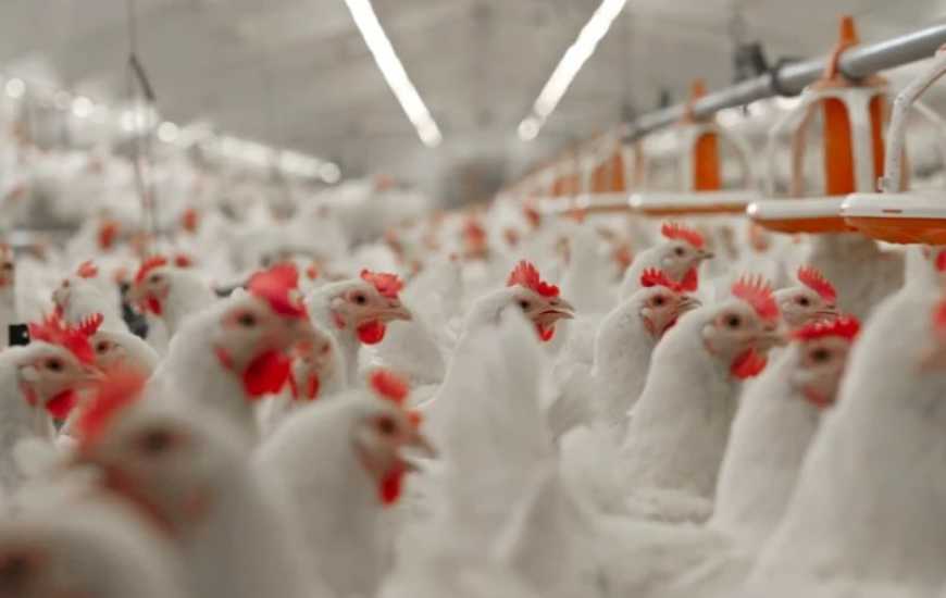 Птахофабрику з безклітковою системою утримання курей відкрили на Львівщині