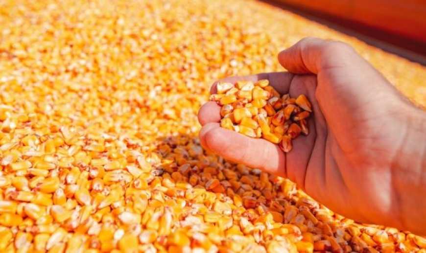 Фермер розповів, як отримати рекордний врожай кукурудзи