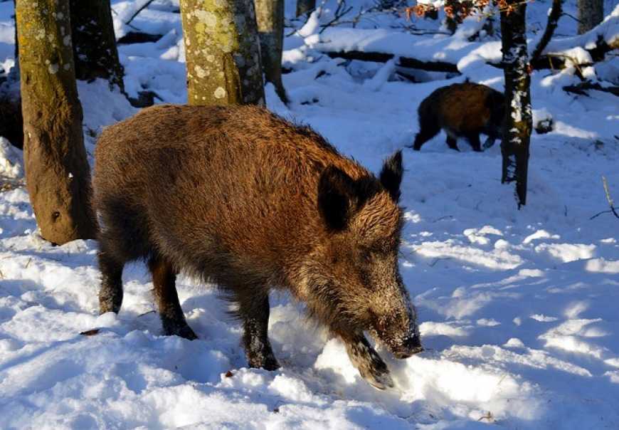 На Вінниччині виявили африканську чуму свиней