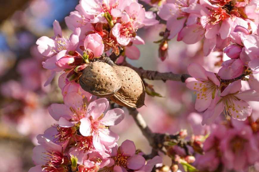 На Одещині набирає обертів вирощування мигдалю