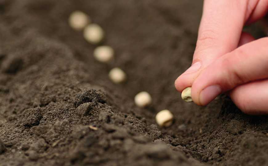 Посівна-2026: на Вінниччині розпочали сівбу гороху