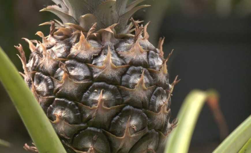 На Тернопільщині родина вирощує в теплицях десятки різних екзотичних фруктів