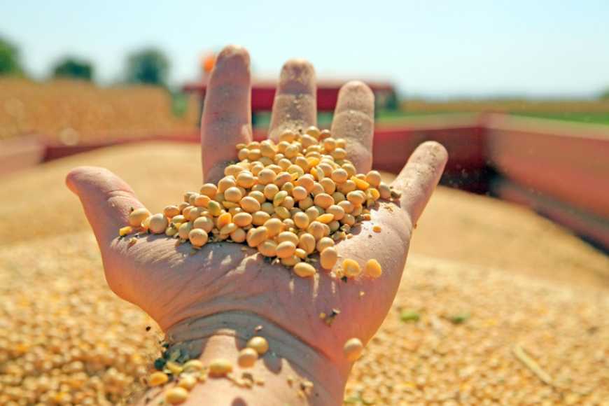 Світове виробництво сої в 2022/23 МР може перевищити 390 млн тонн, &ndash; USDA