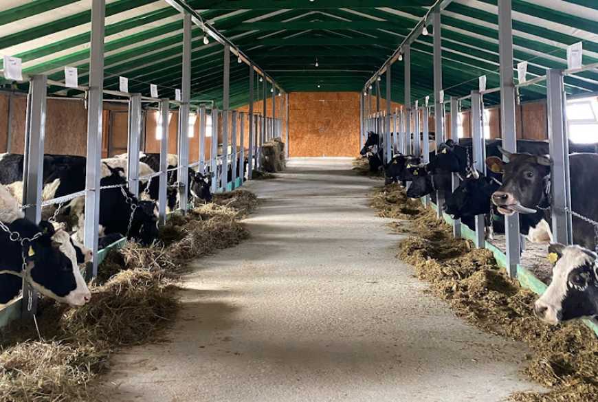 Тваринницький комплекс на 4 тис. голів ВРХ планують побудувати на Волині