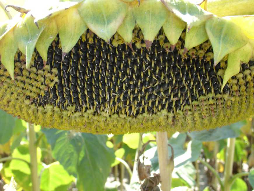 Біозахист соняшнику — на варті врожаю