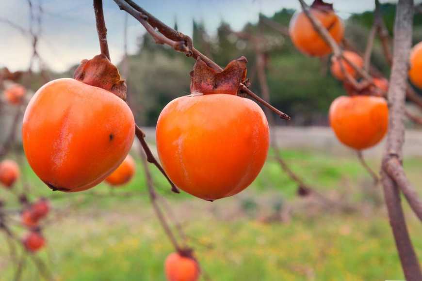 Українка вирощує екзотичні фрукти на продаж