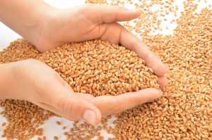 Передпосівна обробка насіння озимих зернових: вибір обладнання та загальні рекомендації