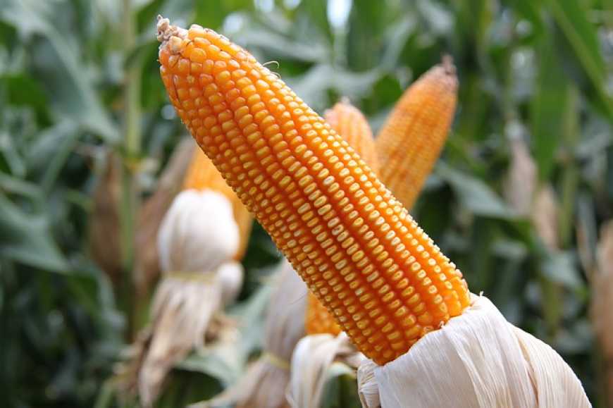 Вінничина б&#039;є рекорди по врожайності кукурудзи