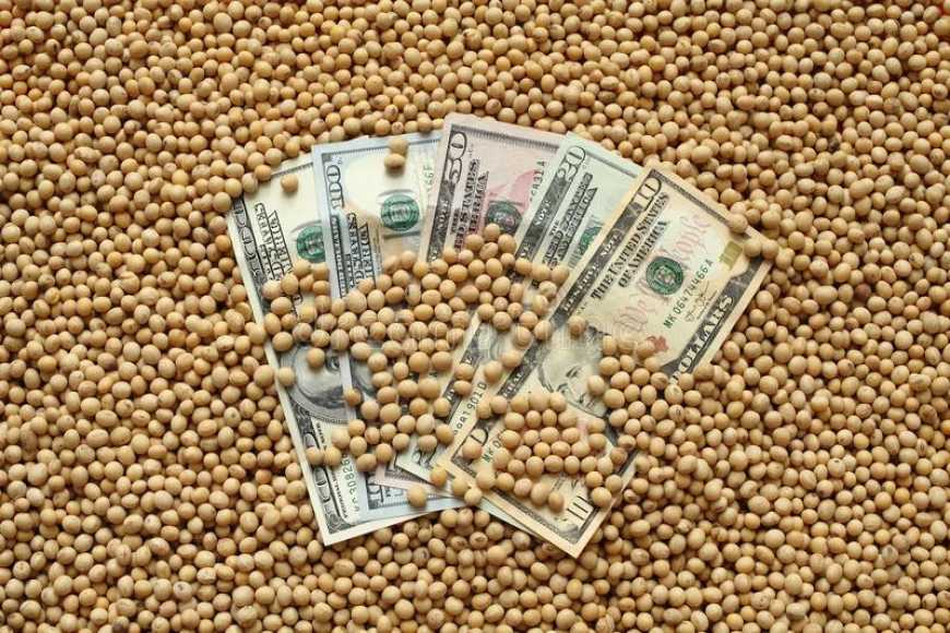 Ринок сої: на внутрішньому ринку України зберігається підвищення цін