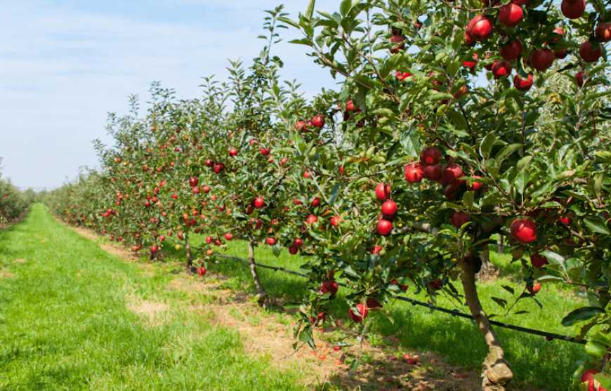 На Львівщині зросли площі плодово-ягідних плантацій