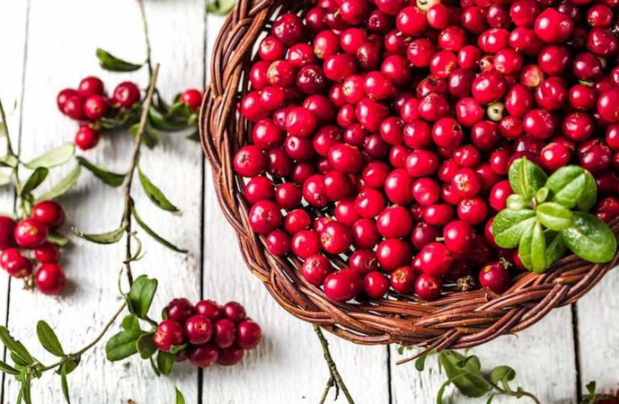 Вирощування журавлини може стати вигідним бізнесом