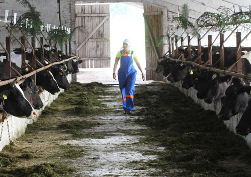 В Україні компенсуватимуть 50% вартості будівництва тваринницьких ферм на прифронтових територіях