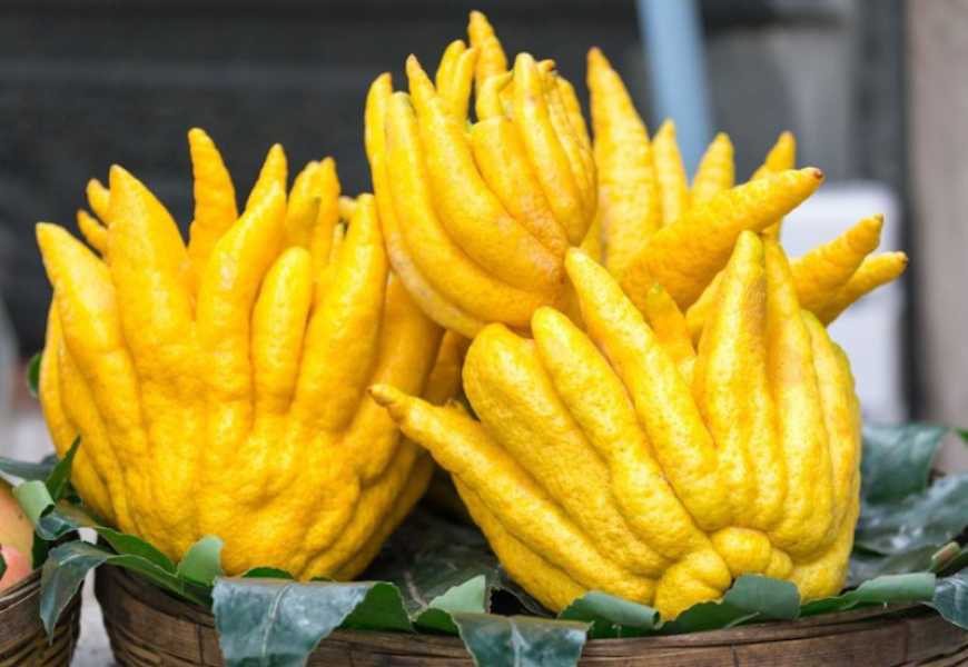 «Рука Будди» – екзотичний фрукт із лавандовим ароматом