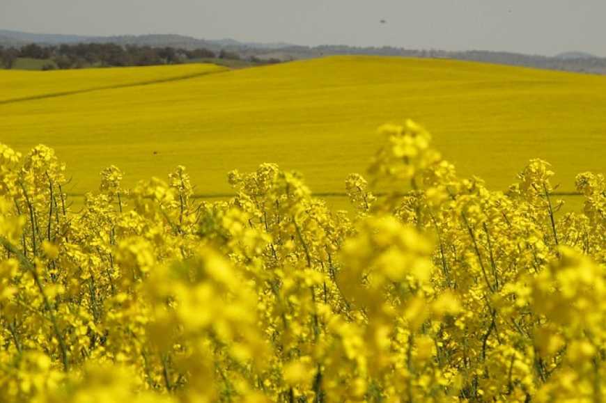 Україна значно збільшила площі під озимим ріпаком