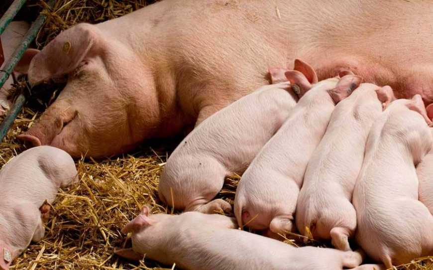 KSG Agro оновив стадо на свинокомплексі 500-ма свиноматками