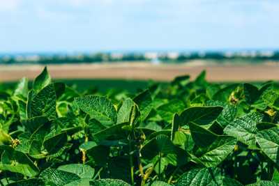 Вплив бактеріальних препаратів на розвиток і продуктивність сої